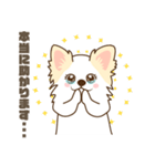 白いチワワの敬語スタンプ（個別スタンプ：25）