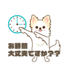 白いチワワの敬語スタンプ（個別スタンプ：27）