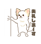 白いチワワの敬語スタンプ（個別スタンプ：31）