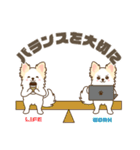 白いチワワの敬語スタンプ（個別スタンプ：40）
