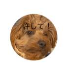 犬スタンプ大集合！（個別スタンプ：12）