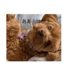 犬スタンプ大集合！（個別スタンプ：13）
