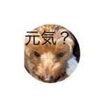 犬スタンプ大集合！（個別スタンプ：14）