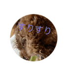 犬スタンプ大集合！（個別スタンプ：19）