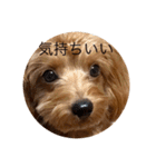 犬スタンプ大集合！（個別スタンプ：20）
