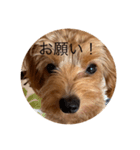 犬スタンプ大集合！（個別スタンプ：22）