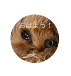 犬スタンプ大集合！（個別スタンプ：33）