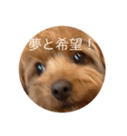 犬スタンプ大集合！（個別スタンプ：36）