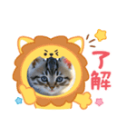 にゃんこ可愛いよ（個別スタンプ：1）