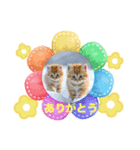 にゃんこ可愛いよ（個別スタンプ：7）