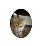 ぽてと(猫)スタンプ（個別スタンプ：1）