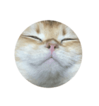 ぽてと(猫)スタンプ（個別スタンプ：3）