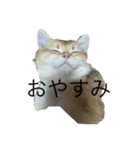 ぽてと(猫)スタンプ（個別スタンプ：5）