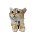 ぽてと(猫)スタンプ（個別スタンプ：6）