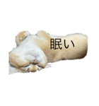 ぽてと(猫)スタンプ（個別スタンプ：7）