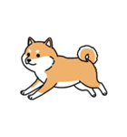 シュールでかわいい柴犬のスタンプ（個別スタンプ：1）