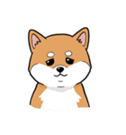 シュールでかわいい柴犬のスタンプ（個別スタンプ：6）