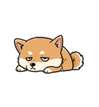 シュールでかわいい柴犬のスタンプ（個別スタンプ：7）