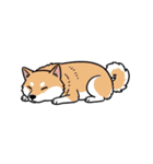 シュールでかわいい柴犬のスタンプ（個別スタンプ：8）