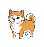 シュールでかわいい柴犬のスタンプ（個別スタンプ：33）