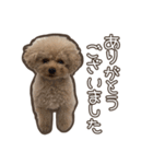 トイプードルのペロ（個別スタンプ：1）