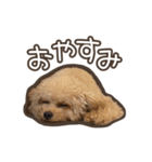 トイプードルのペロ（個別スタンプ：3）