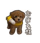 トイプードルのペロ（個別スタンプ：4）