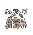 トイプードルのペロ（個別スタンプ：5）