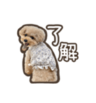 トイプードルのペロ（個別スタンプ：6）