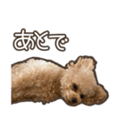トイプードルのペロ（個別スタンプ：8）
