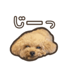 トイプードルのペロ（個別スタンプ：9）