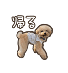 トイプードルのペロ（個別スタンプ：10）