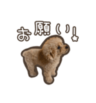 トイプードルのペロ（個別スタンプ：12）