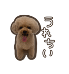 トイプードルのペロ（個別スタンプ：14）