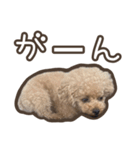 トイプードルのペロ（個別スタンプ：15）