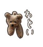 トイプードルのペロ（個別スタンプ：17）
