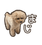 トイプードルのペロ（個別スタンプ：18）