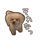 トイプードルのペロ（個別スタンプ：21）