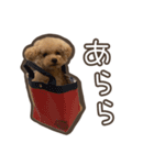 トイプードルのペロ（個別スタンプ：22）