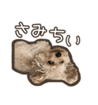 トイプードルのペロ（個別スタンプ：23）