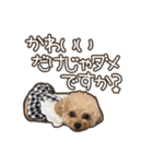 トイプードルのペロ（個別スタンプ：24）