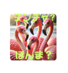 韓国語＆日本語で動物達が日常会話⭐️（個別スタンプ：29）