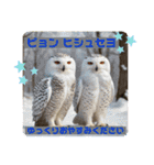 韓国語＆日本語で動物達が日常会話⭐️（個別スタンプ：35）