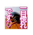 【告白をする♡】〜リアルゴキブリ〜（個別スタンプ：7）