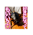 【告白をする♡】〜リアルゴキブリ〜（個別スタンプ：8）