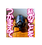 【告白をする♡】〜リアルゴキブリ〜（個別スタンプ：14）