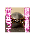 【告白をする♡】〜リアルゴキブリ〜（個別スタンプ：17）