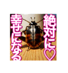 【告白をする♡】〜リアルゴキブリ〜（個別スタンプ：19）