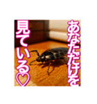 【告白をする♡】〜リアルゴキブリ〜（個別スタンプ：21）