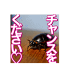 【告白をする♡】〜リアルゴキブリ〜（個別スタンプ：22）